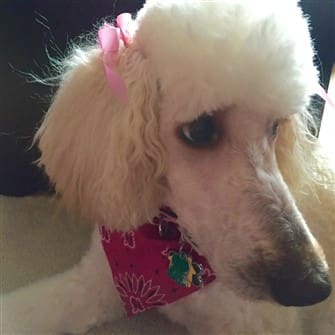 tear-stains-fixed-on-poodle